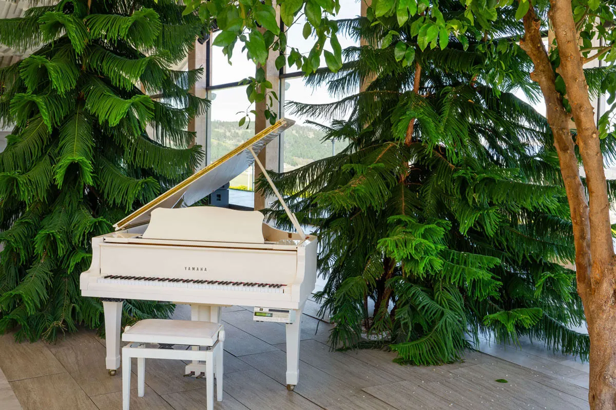 A beautifully white grand piano set amidst lush indoor greenery, creating a serene and tranquil setting.